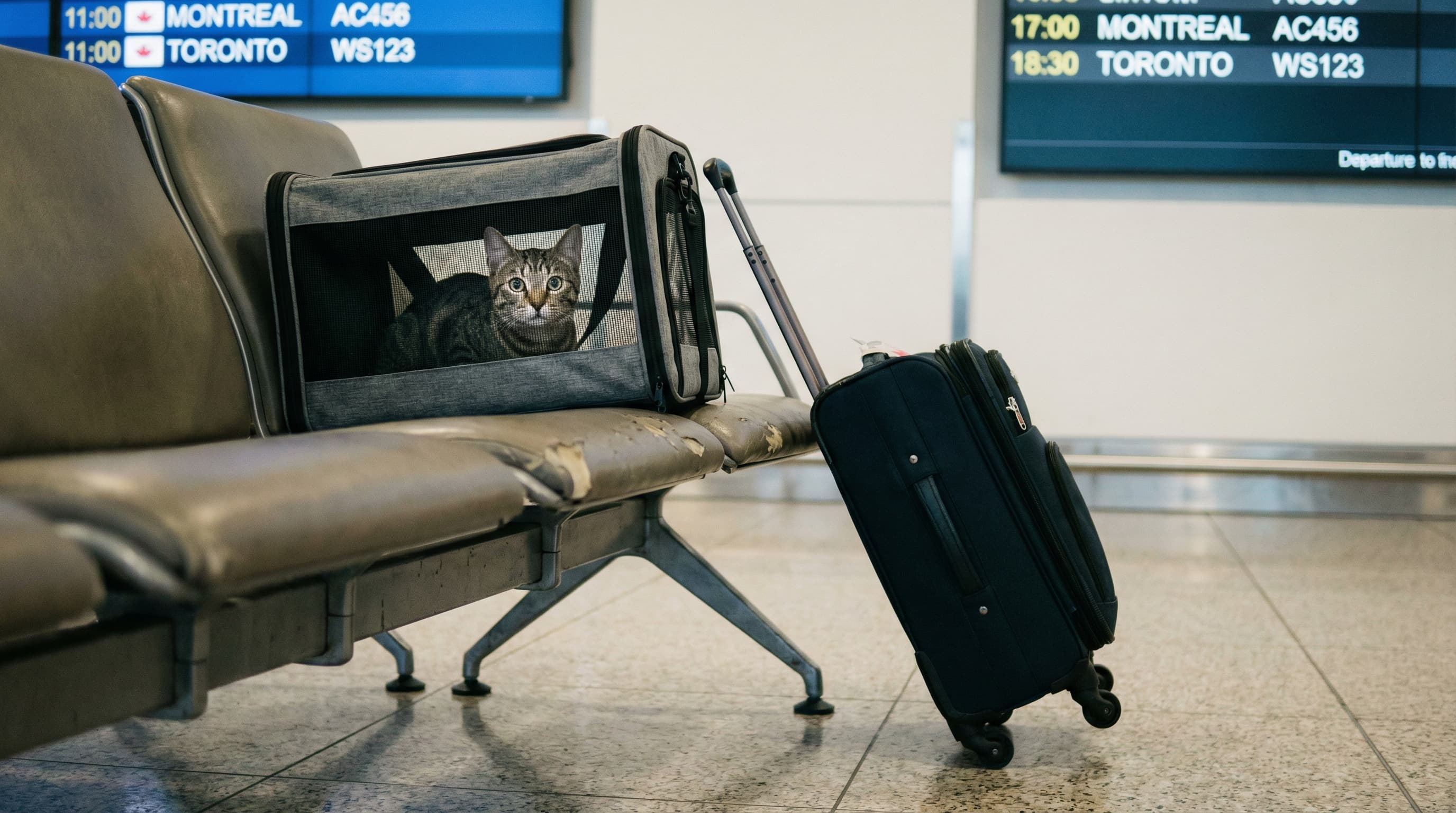 Air Canada Pet Policy 2026: Fees, Carrier Sizes & How to Book