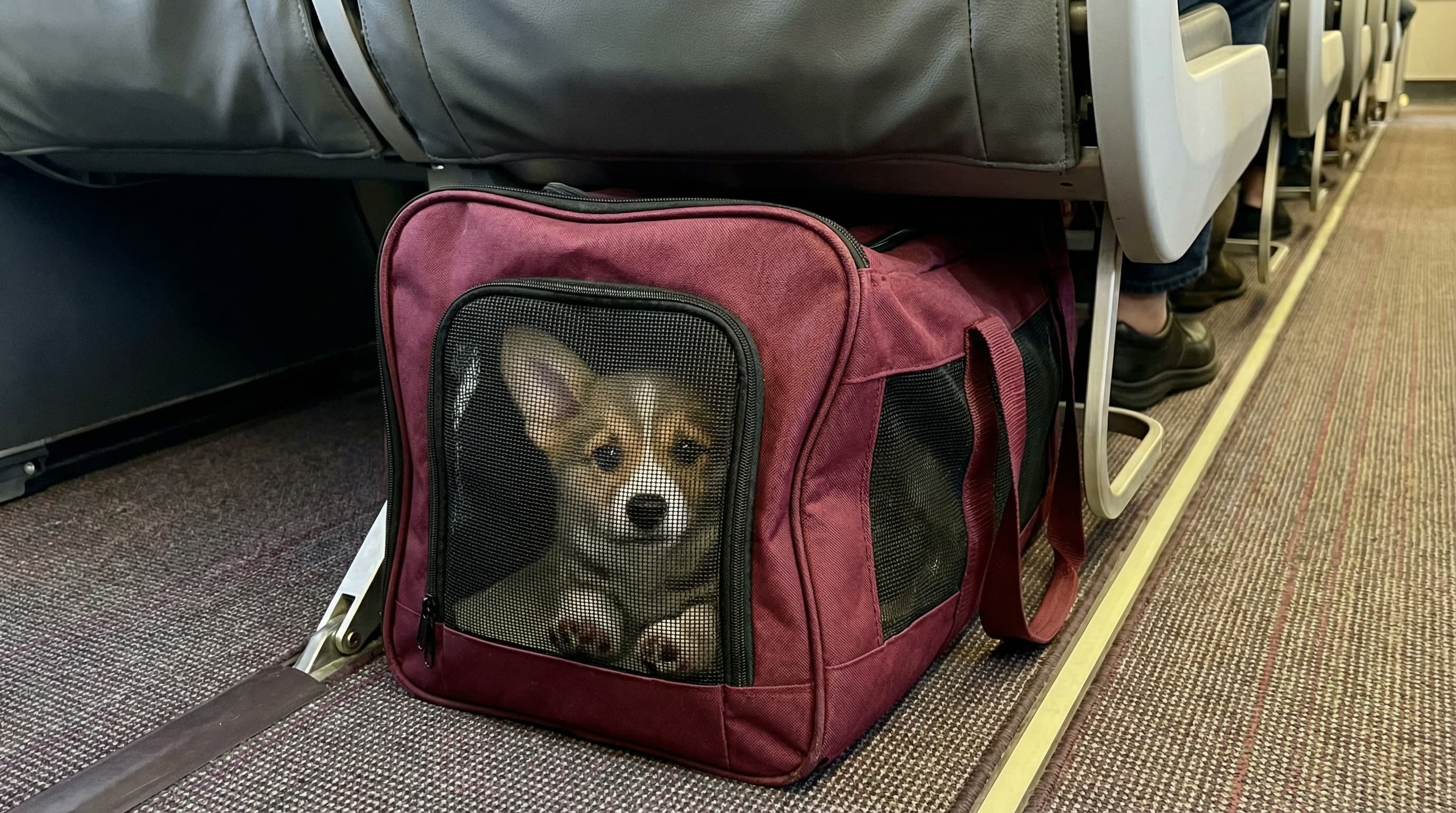 Corgi puppy in soft-sided carrier stowed under the airplane seat in front, mesh window facing outward