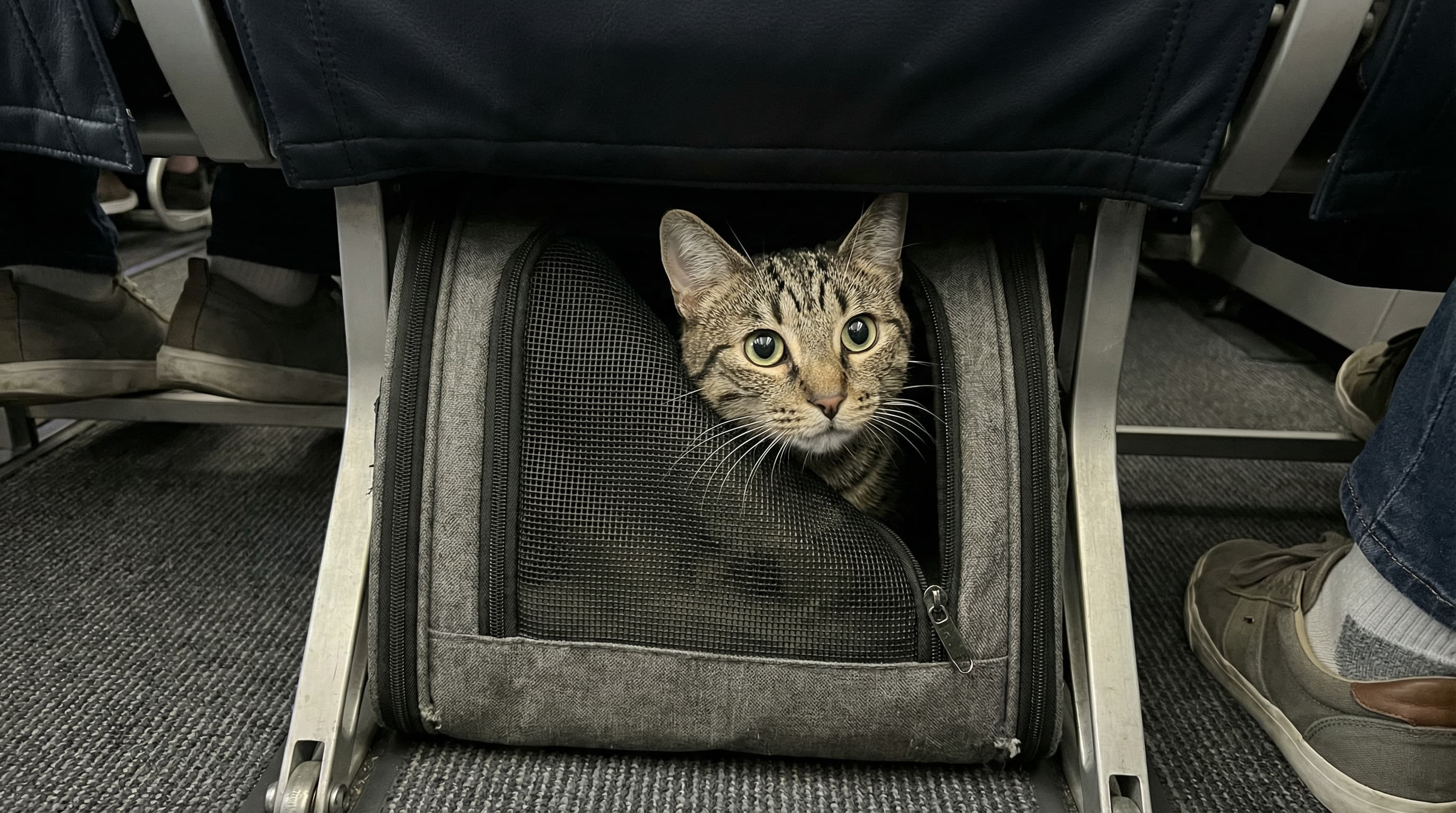 Tabby cat in soft-sided carrier tucked under the economy airplane seat, peeking through the mesh with alert eyes