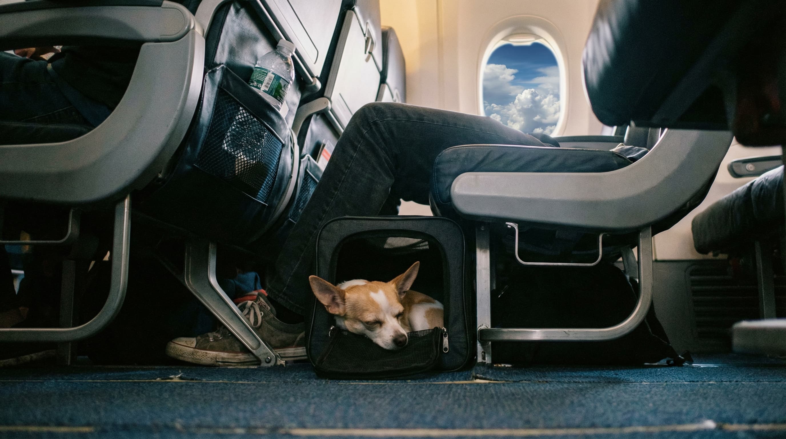 A small dog sleeping in a carrier under an airplane seat, tropical clouds visible through the window