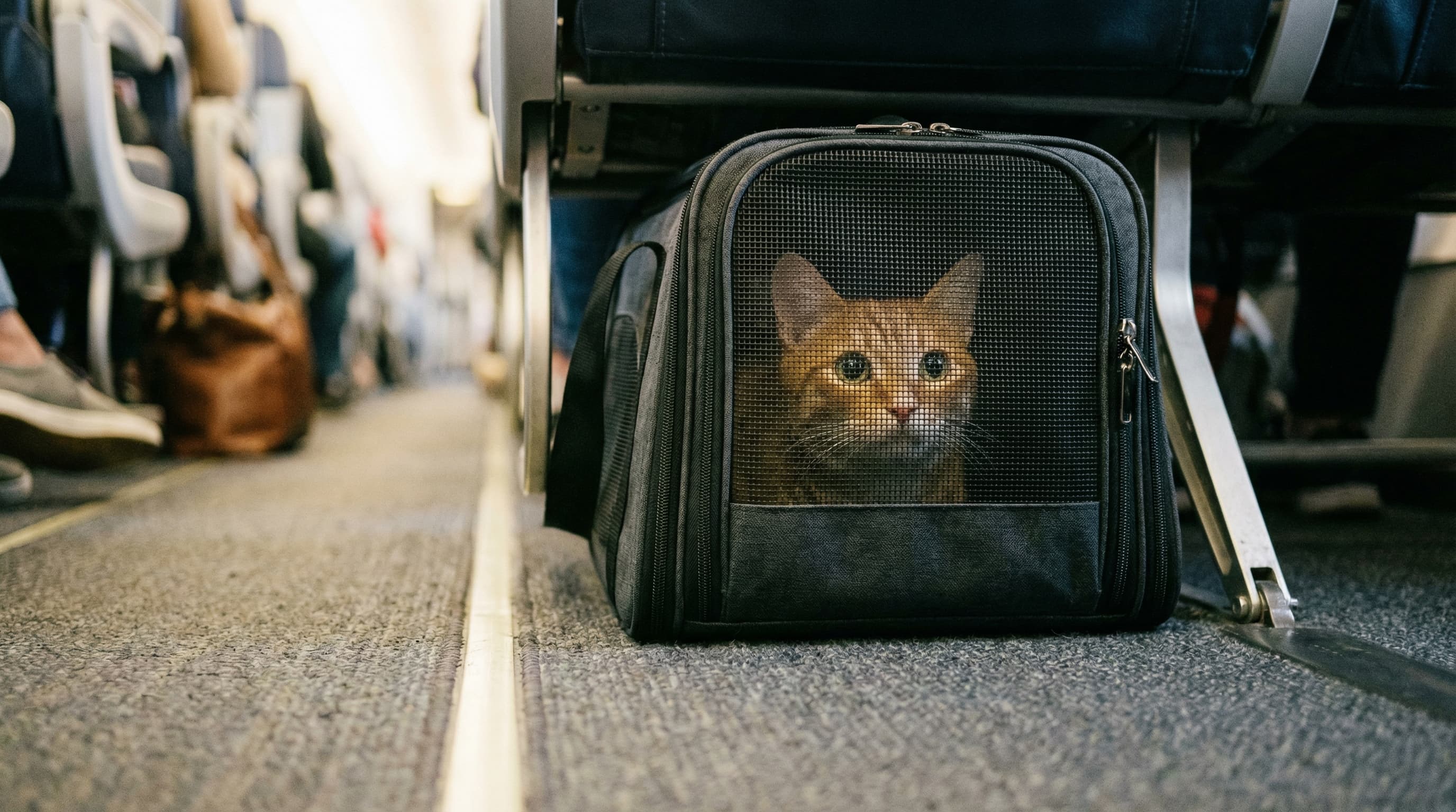 Tabby cat peering through mesh carrier tucked under airplane seat, blue ocean visible through window