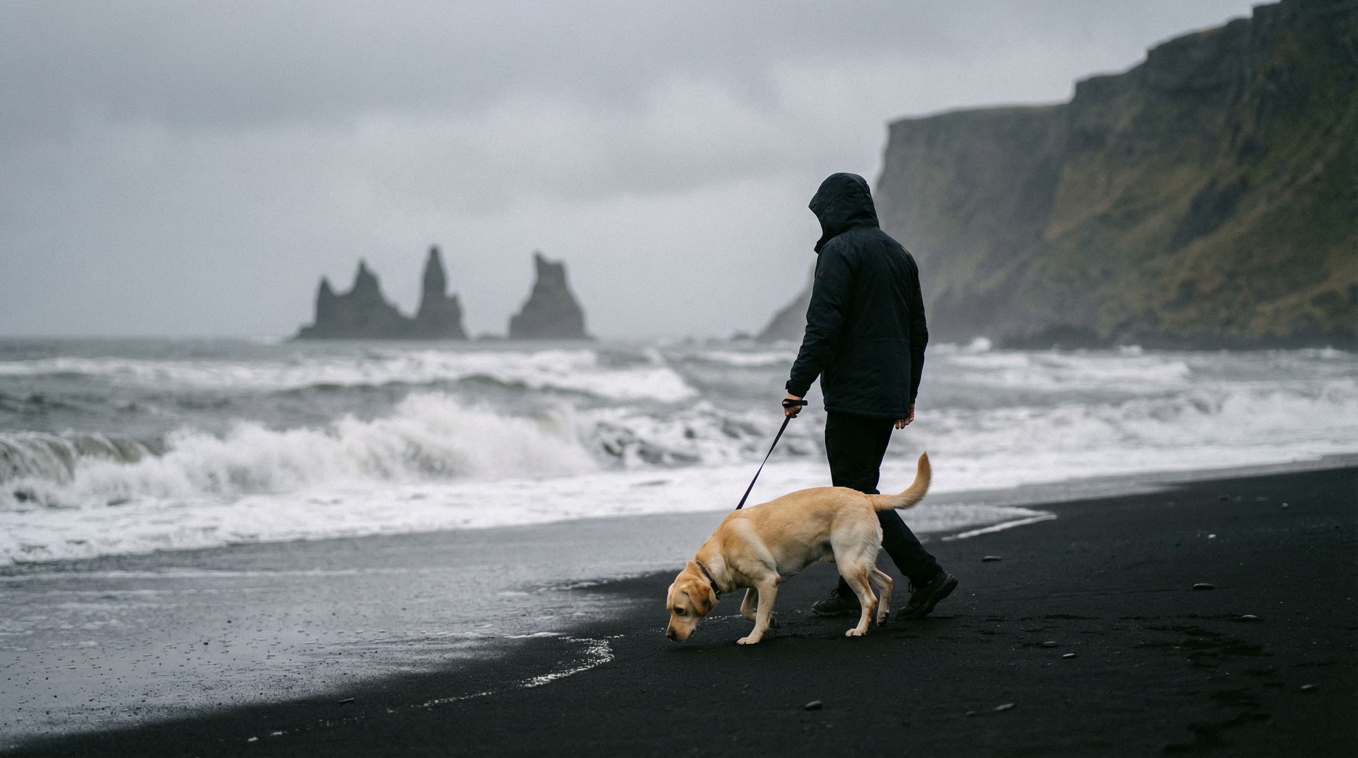 Labrador Retriever with owner on Iceland's black volcanic sand beach, basalt sea stacks in background
