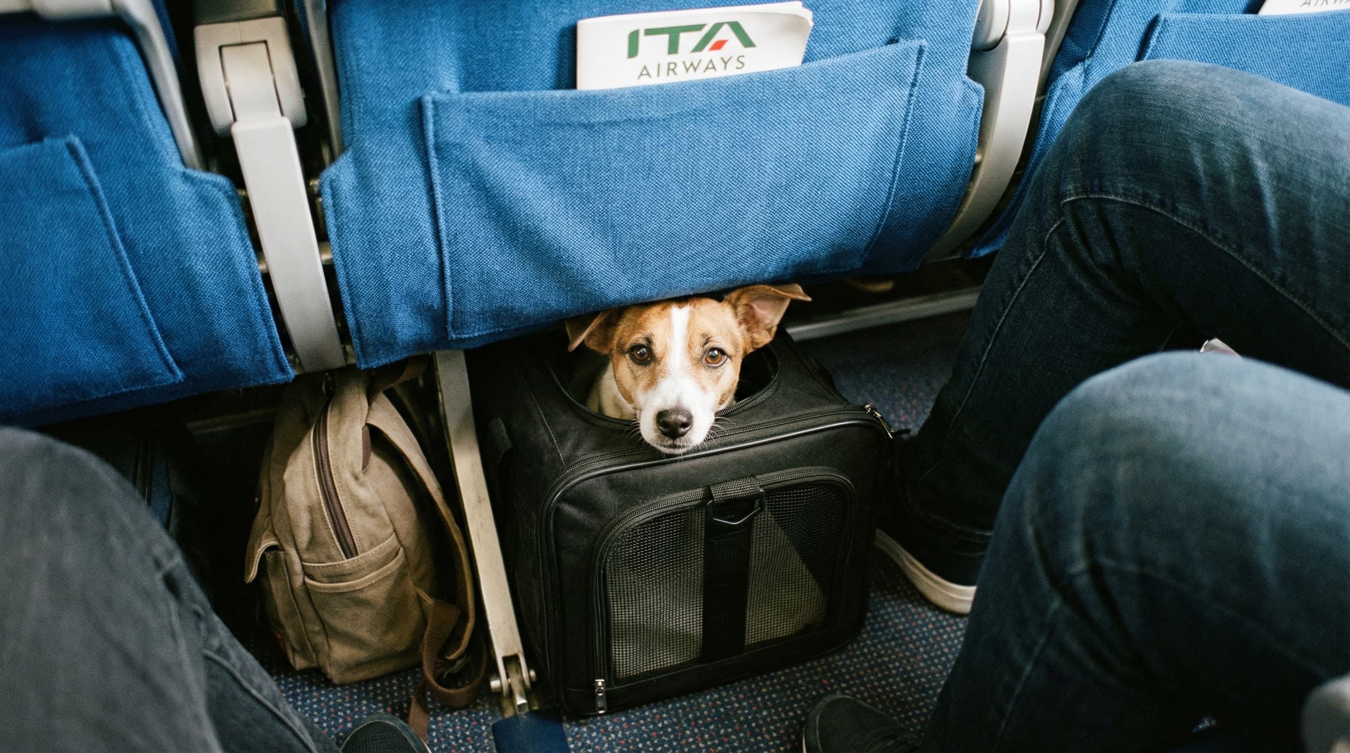 Small dog in soft-sided carrier under ITA Airways airplane seat showing compact 40x20x20cm dimensions