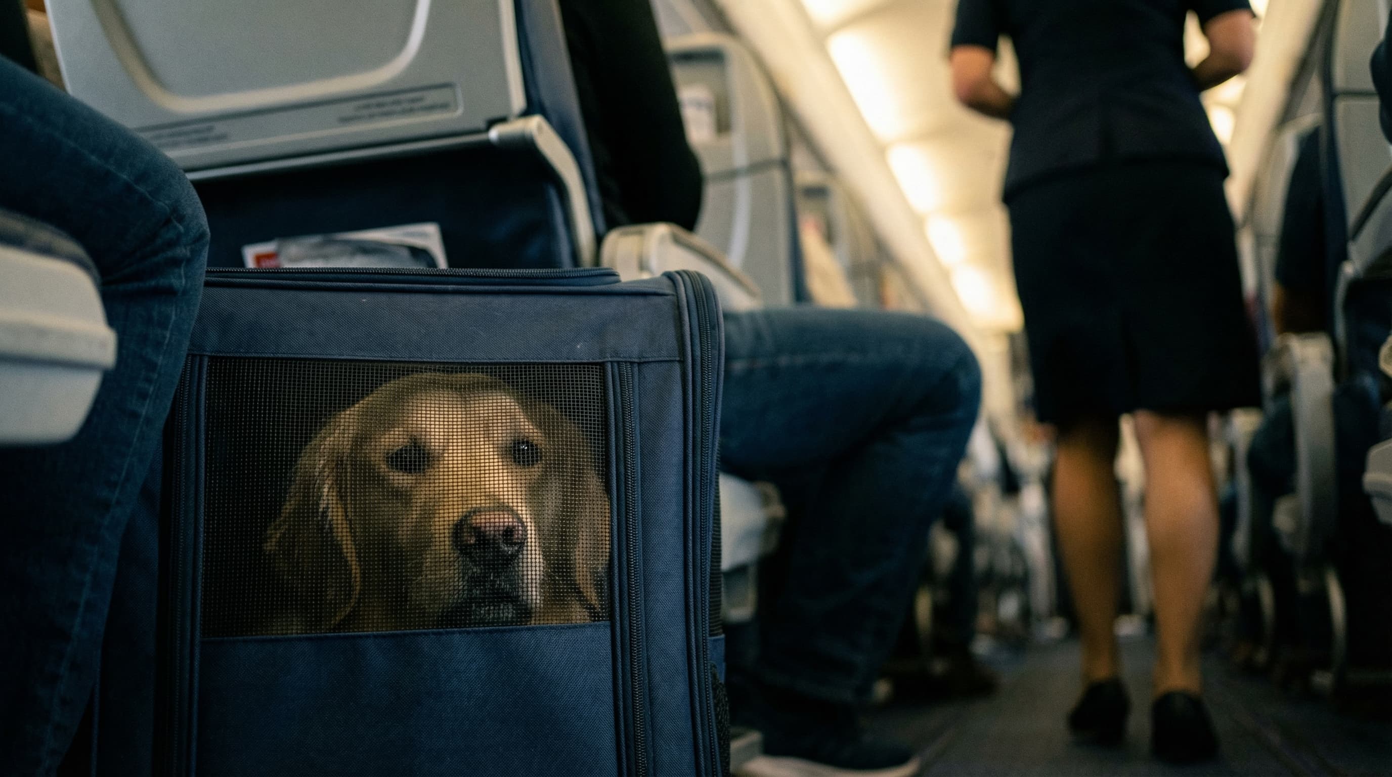 Golden retriever in soft-sided carrier tucked under airplane seat on transatlantic flight to Amsterdam