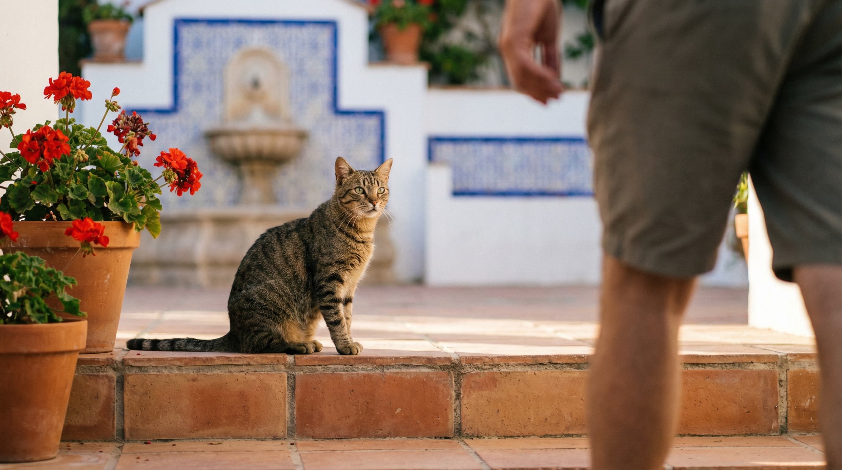 Taking a Dog or Cat to Spain from the US — 2026 Requirements