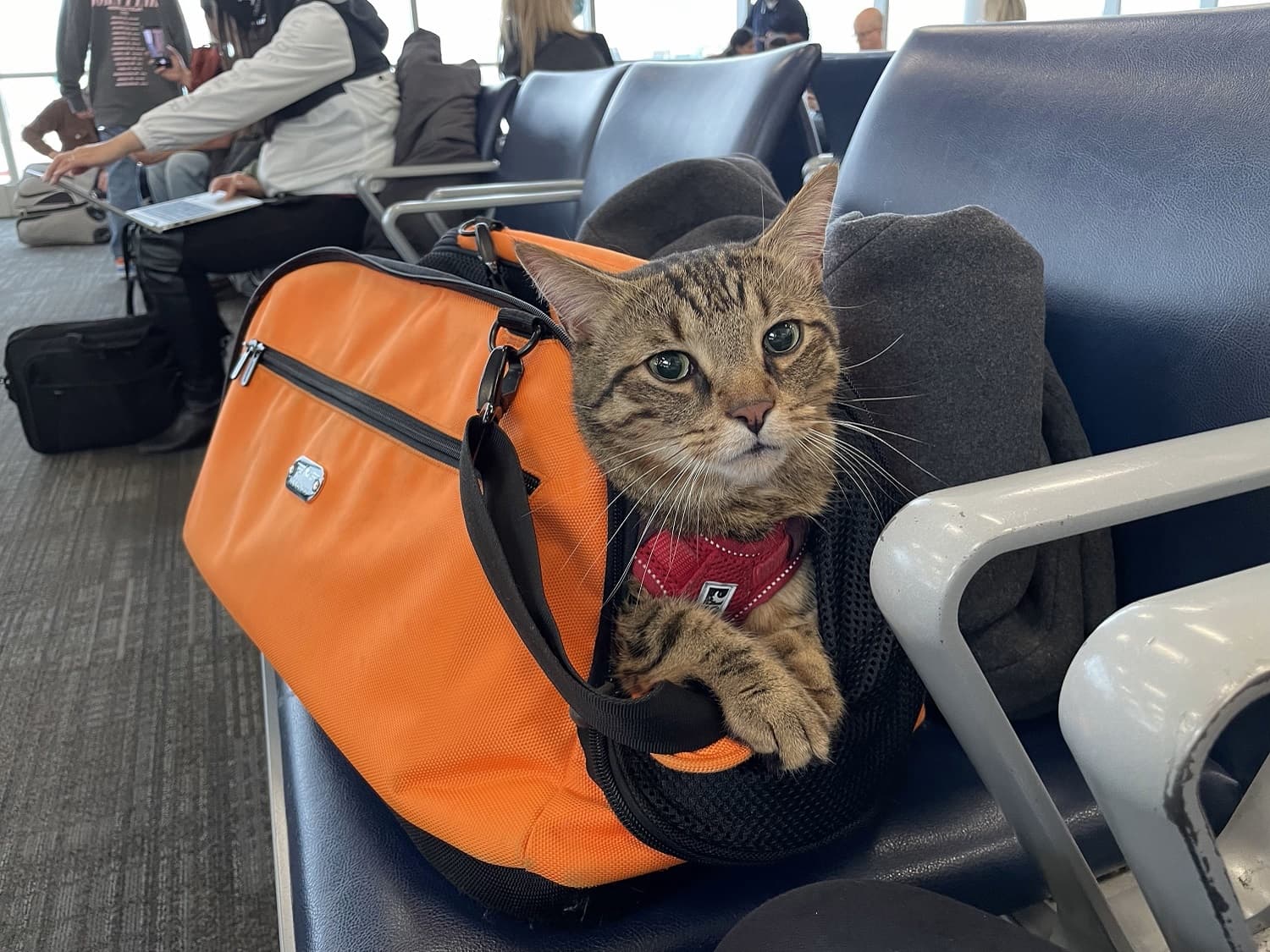 Sleepypod Air Airline Approved Pet Carrier with a cat peeking out