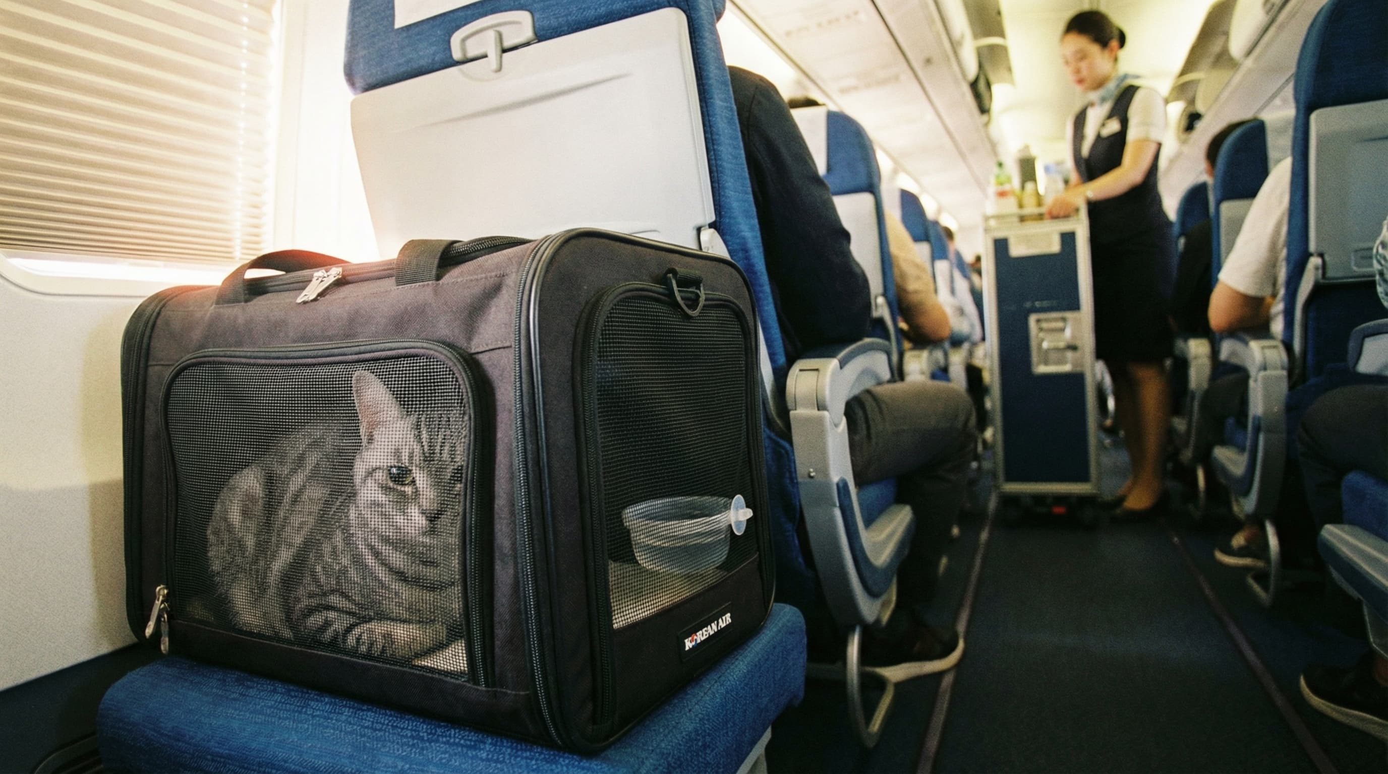 Cat in carrier under seat on Korean Air cabin flight to Bangkok